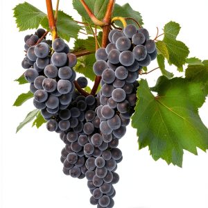 Purple Red Wine Vine Plant by Fairhaven Vine Nursery-0
