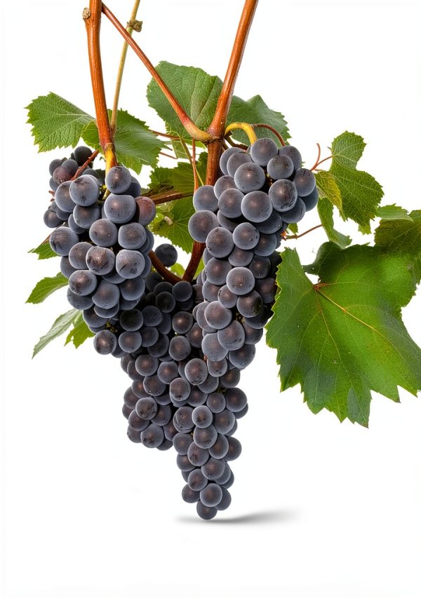 Purple Red Wine Vine Plant by Fairhaven Vine Nursery-0